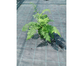 Athyrium filix-femina