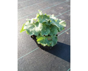 Alchemilla mollis ‘Irish Silk’