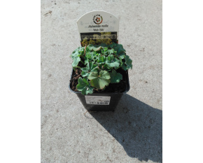 Alchemilla mollis ‘Irish Silk’