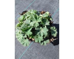 Alchemilla mollis ‘Irish Silk’