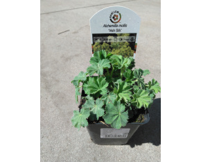 Alchemilla mollis ‘Irish Silk’