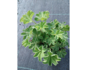Alchemilla mollis ‘Irish Silk’