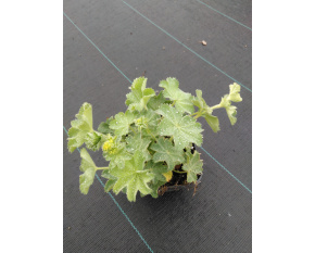 Alchemilla mollis ‘Irish Silk’