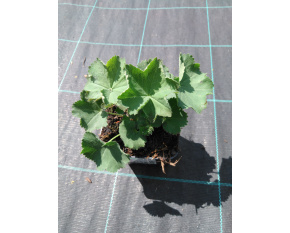 Alchemilla mollis ‘Irish Silk’