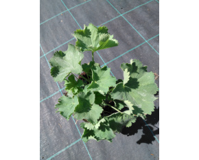 Alchemilla mollis ‘Irish Silk’