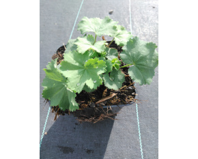 Alchemilla mollis ‘Irish Silk’