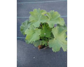 Alchemilla mollis ‘Irish Silk’