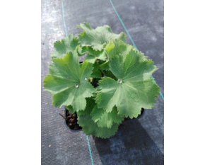 Alchemilla mollis ‘Irish Silk’