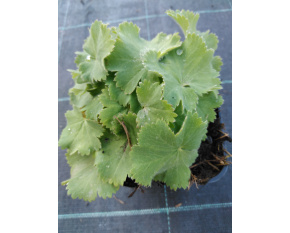 Alchemilla mollis ‘Irish Silk’