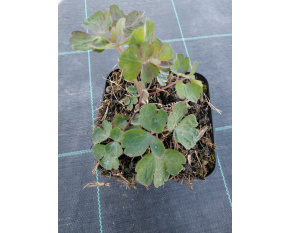 Aquilegia vulgaris ‘Black Barlow’