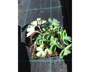 Aquilegia vulgaris ‘White Barlow’