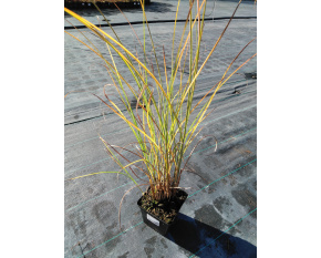 Miscanthus sinensis ‘Gracillimus’