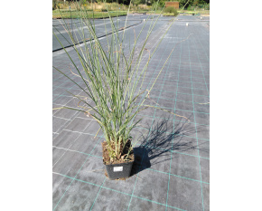 Miscanthus sinensis ‘Gracillimus’ P14x14
