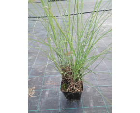 Miscanthus sinensis ‘Gracillimus’ P14x14