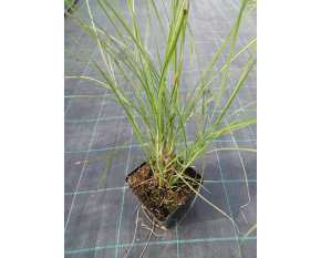 Miscanthus sinensis ‘Gracillimus’ P14x14