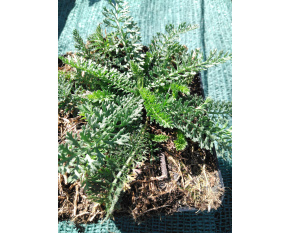 Achillea millefolium ‘Apple Blossom’