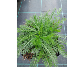 Achillea millefolium ‘Apple Blossom’