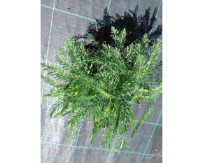 Achillea millefolium ‘Apple Blossom’