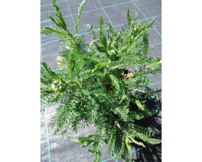 Achillea millefolium ‘Apple Blossom’
