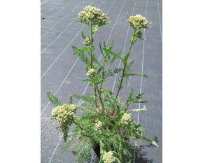Achillea millefolium ‘Apple Blossom’