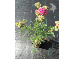 Achillea millefolium ‘Apple Blossom’