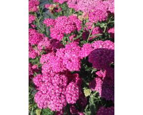 Achillea millefolium ‘Apple Blossom’