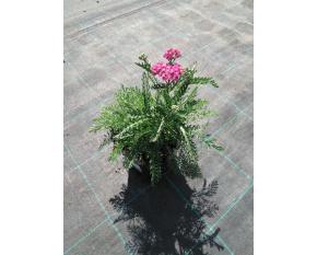 Achillea millefolium ‘Apple Blossom’