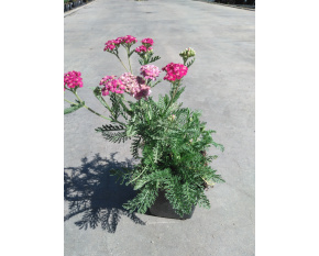 Achillea millefolium ‘Apple Blossom’