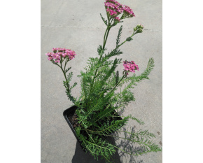 Achillea millefolium ‘Apple Blossom’
