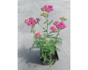 Achillea millefolium ‘Apple Blossom’