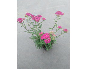 Achillea millefolium ‘Apple Blossom’