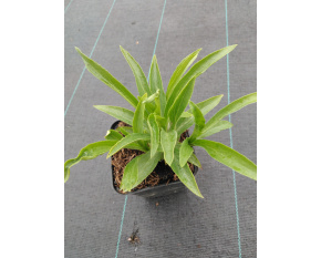 Digitalis lutea