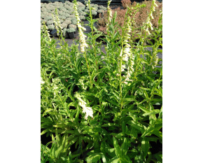 Digitalis lutea