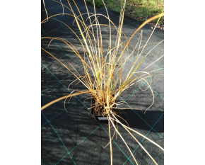 Pennisetum alopecuroides