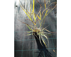 Panicum virgatum ‘Prairie Sky’