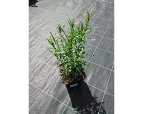 Achillea ptarmica ‘Perry's White’