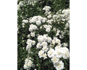 Achillea ptarmica ‘Perry's White’