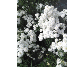 Achillea ptarmica ‘Perry's White’