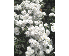 Achillea ptarmica ‘Perry's White’