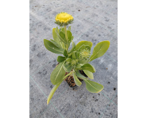 Gaillardia aristata ‘Arizona Sun’