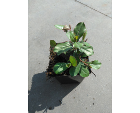 Ceratostigma plumbaginoides P9x9