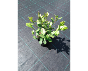 Ceratostigma plumbaginoides P9x9