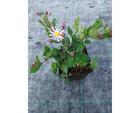 Aster ageratoides ‘Asran’