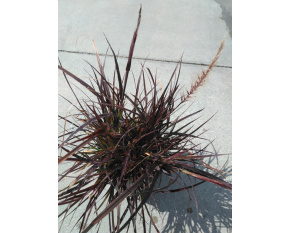 Pennisetum setaceum ‘Rubrum’