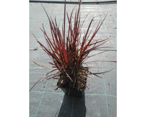 Pennisetum setaceum ‘Rubrum’