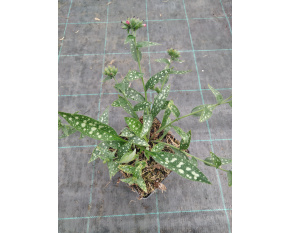Pulmonaria ‘Raspberry Splash’