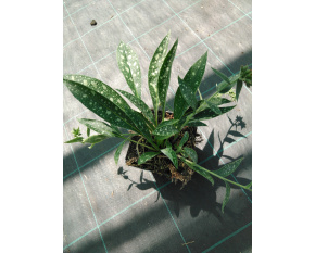 Pulmonaria ‘Raspberry Splash’