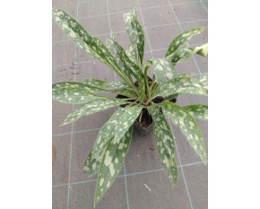 Pulmonaria ‘Raspberry Splash’