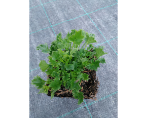 Campanula garganica