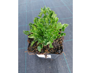 Campanula garganica